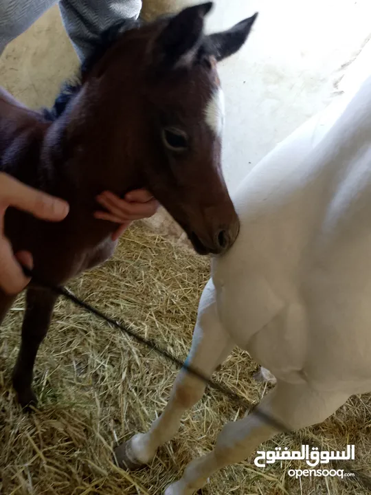 مهر عربي اصيل مع اوراق مواليد شهر 4/2025