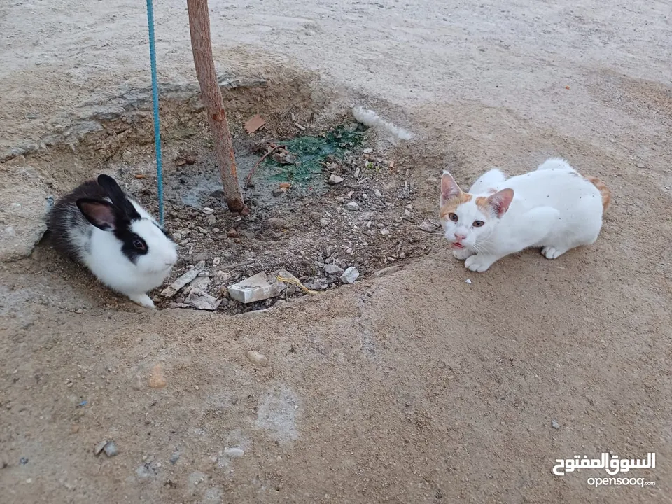 These three rabbits are to be sealed, one is female, two are male يجب أن تكون هذه الأرانب الثلاثة مخ