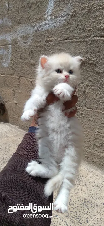 قطط شيرازي اصل للبيع العمر شهر