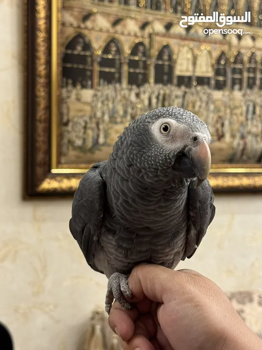 للبيع ببغاء تيما