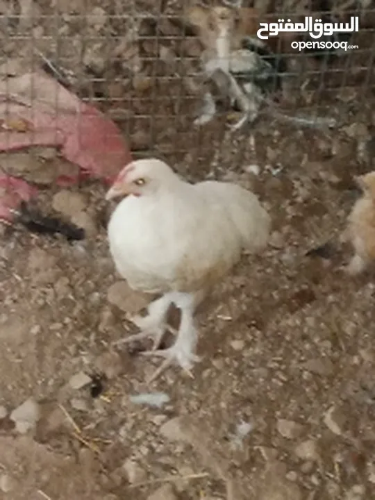 دجاج مهجن كوشن يصلح للتربية والذبح قريب الأنتاج