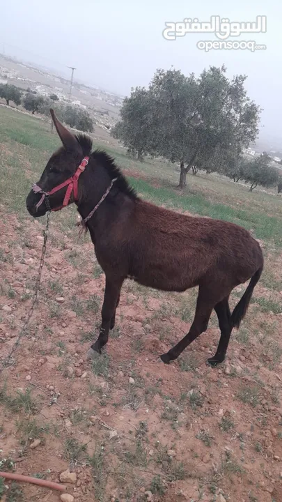 حمار وحماره هاديات كفاله من كلشي