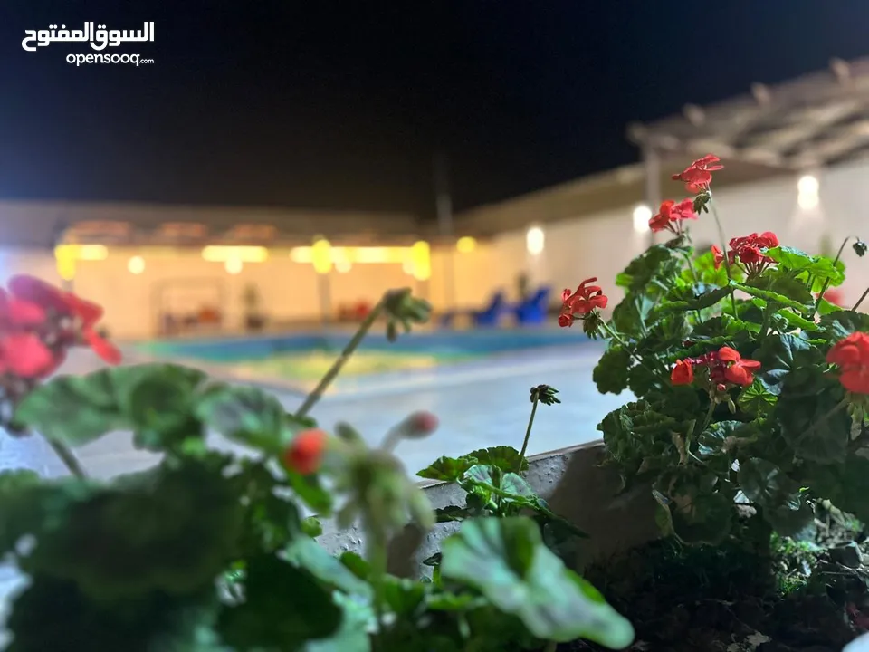 مزرعة نور الشمس بيرين صروت إيجار يومي او شهري
