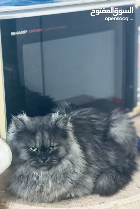 Angry cat longhair rare breed