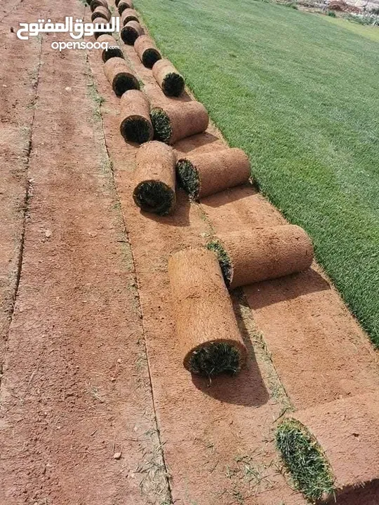 نجيل ديكوندرا ونجيل طبيعي
