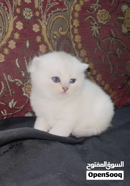 Pure Scottish/ بيور سكوتش