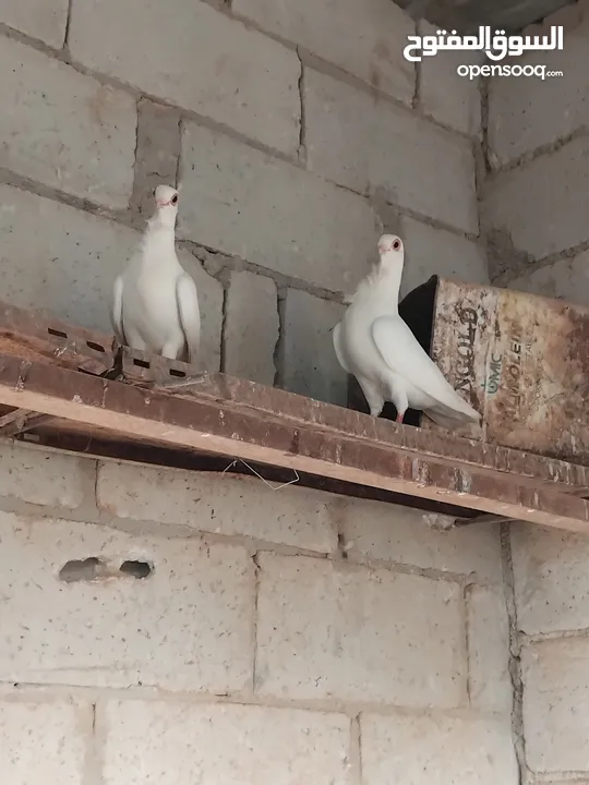حمام نخب النخب  ثلاث جواز