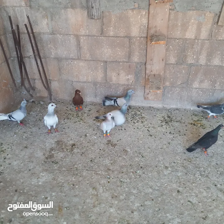 حمام البيع