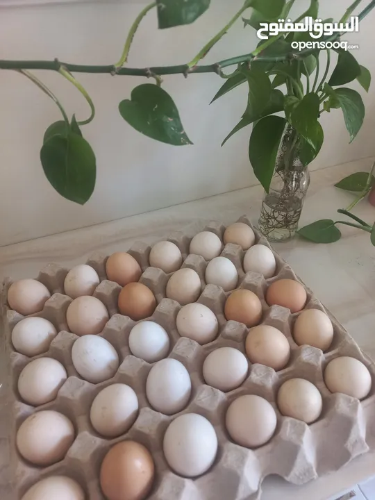 بيض مخصب قابل للتحضين، خليط سلالات