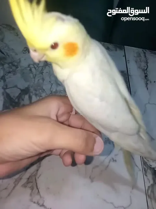 طير كوكتيل للبيع