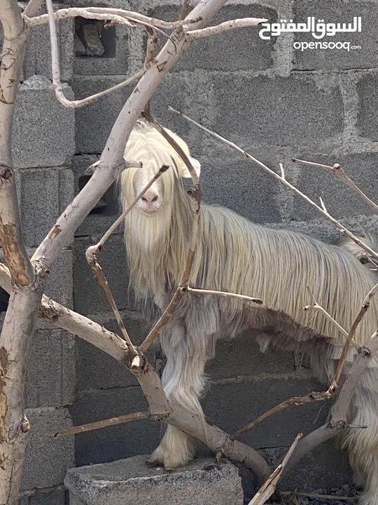 شاه حادر من حلال الرحوب