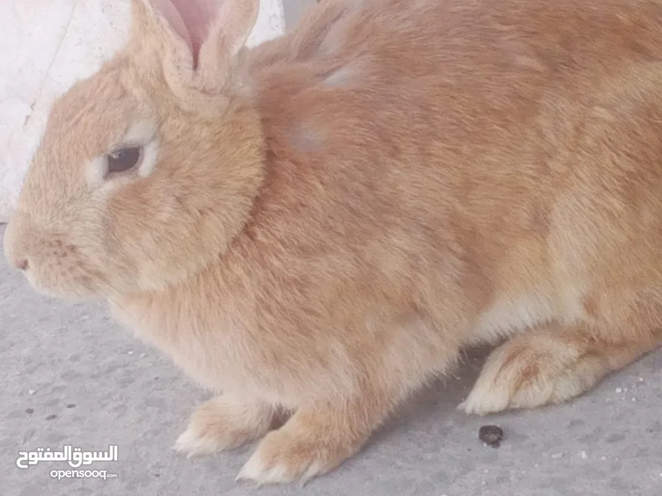 ارانب للبيع ثلاثه ذكرين وانثى الماني