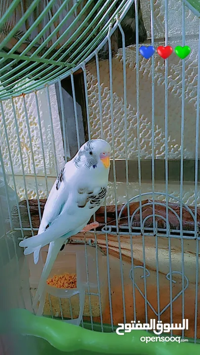 عصفور حب مع قفص اربع معالف