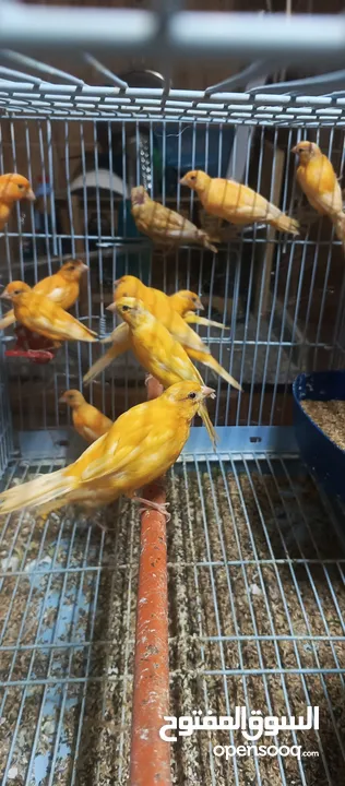حبات احمر دم وجزري غامق نخب
