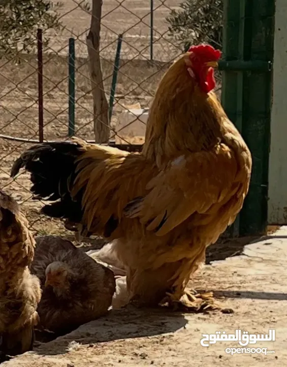 ديوك براهيمي للبيع  اتصل لمعرفت السعر والسعر منخفض لحق حالك وتل أو ابعث رساله