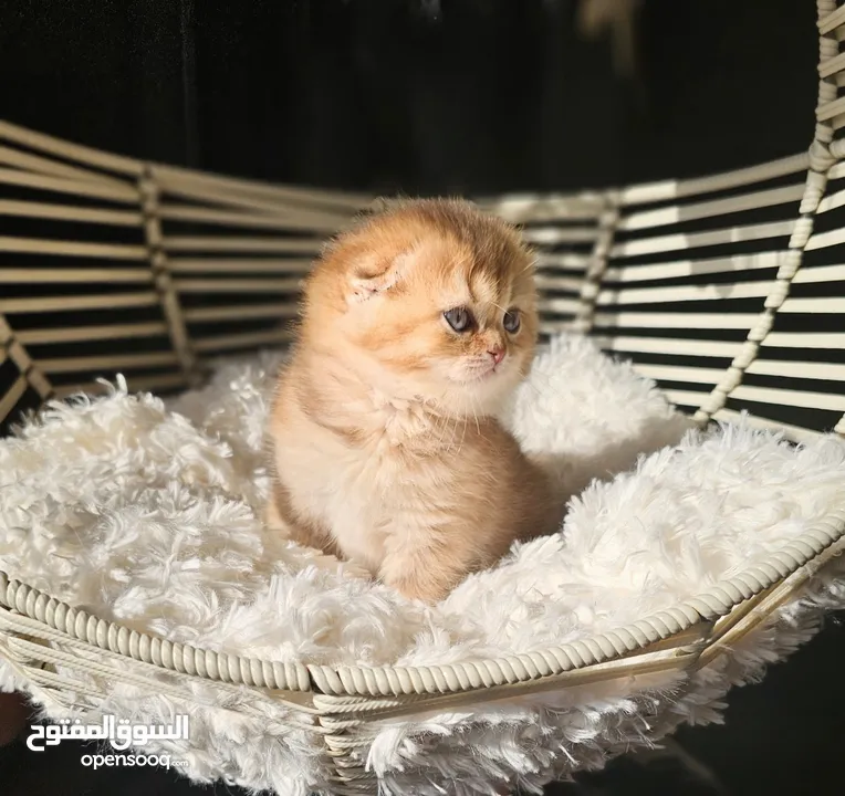 Scottish fold for reservation