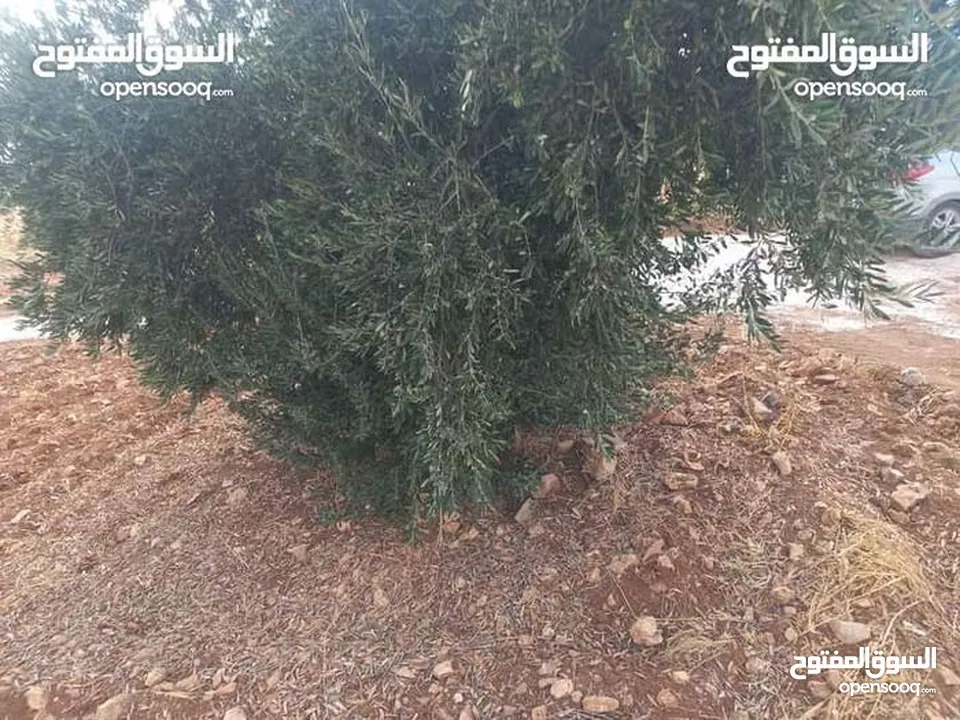 لقطه مزرعه مع بيت ريفي 48 الف قابل للتفاوض منطقه ريف جرش
