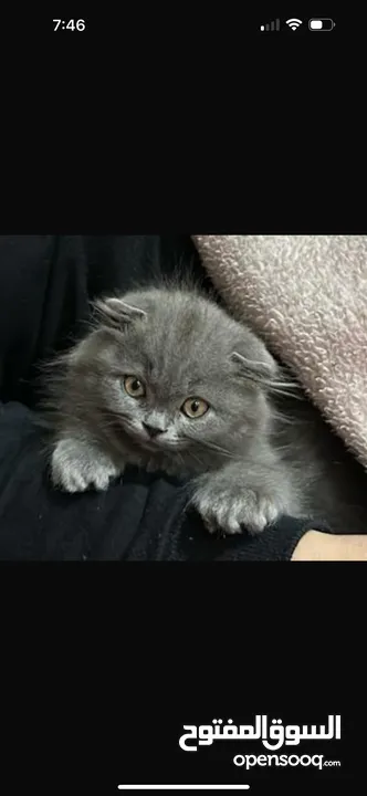 Female Scottish fold kitten