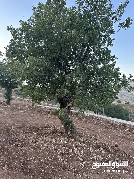 أرض مميزه _الصبيحي _ بيوضه الشماليه