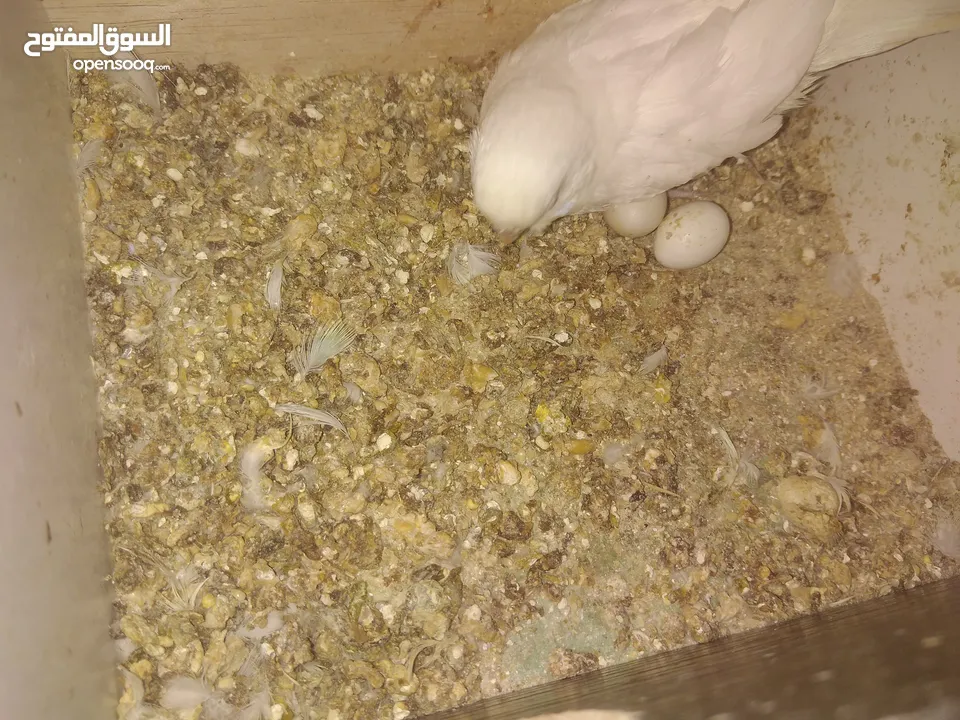 3 جواز حب مع فراخ  بيض مقفصات للبيع