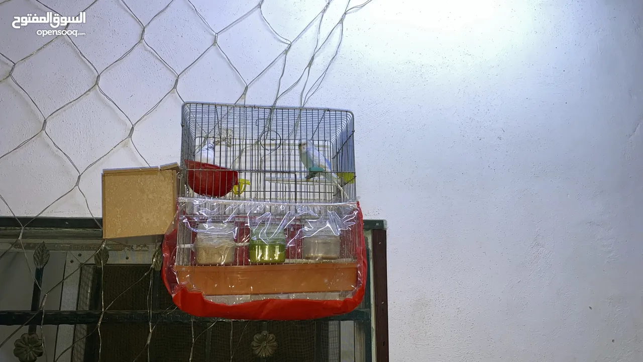 طيور حب للبيع