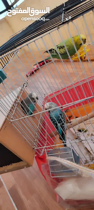 موجود جوز كوكتيل شغالات ميه الميه