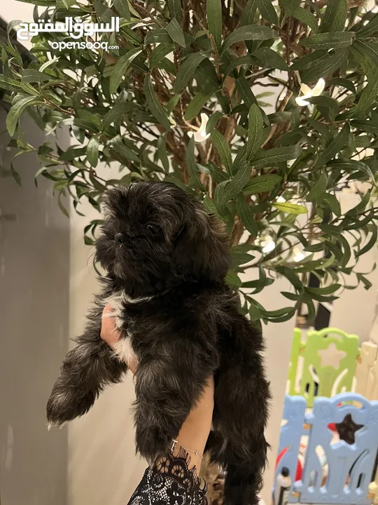 شيتزو كلاب للبيع  Shih tzu dog for sale