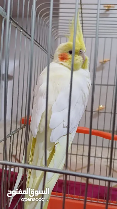 ببغاء كوكتيل اصفر البينو عين حمرا جاهز لبيتو الجديد    للبيع بسعر مغري جدا جدا جدا جدا جدا جدا جدا ج