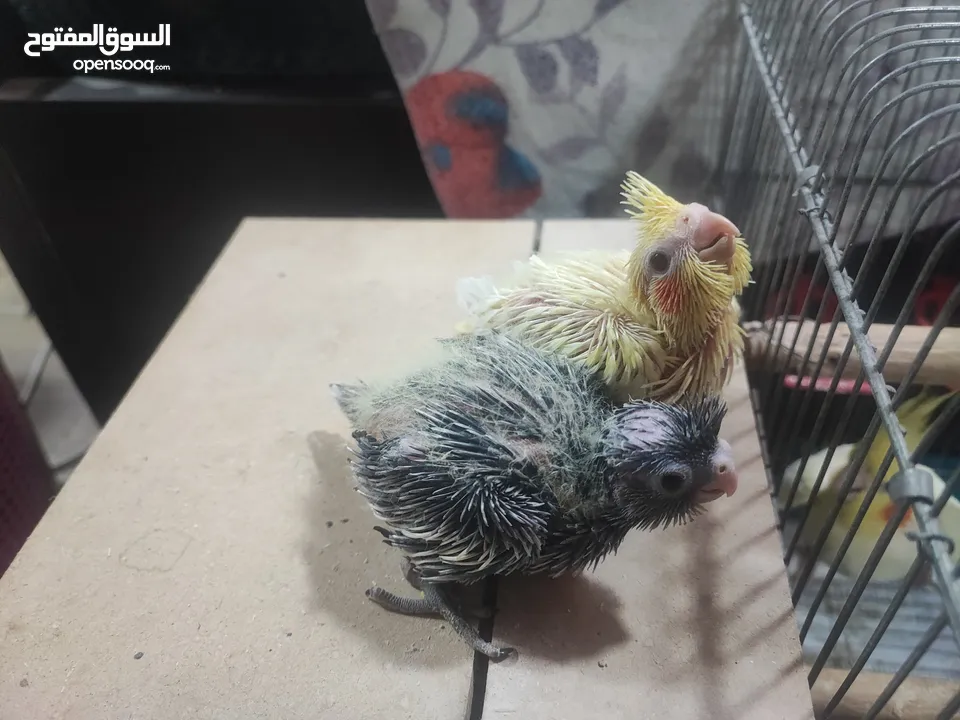 طيور كوكتيل للزق اليدوي مع خواتم جاهزه عمرهم بين 15 وال 17 يوم