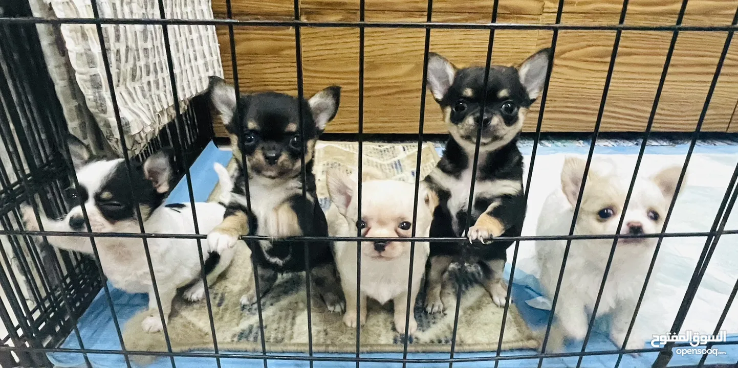 Rush rush Sale - Pure Chihuahua ready Re Homing for A Lovely FurParents