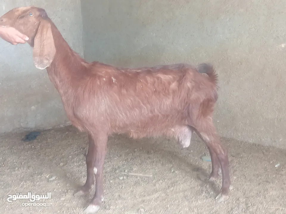 بسم الله الرحمن ارحيم معز فل لحم وسن صغير ضحايه