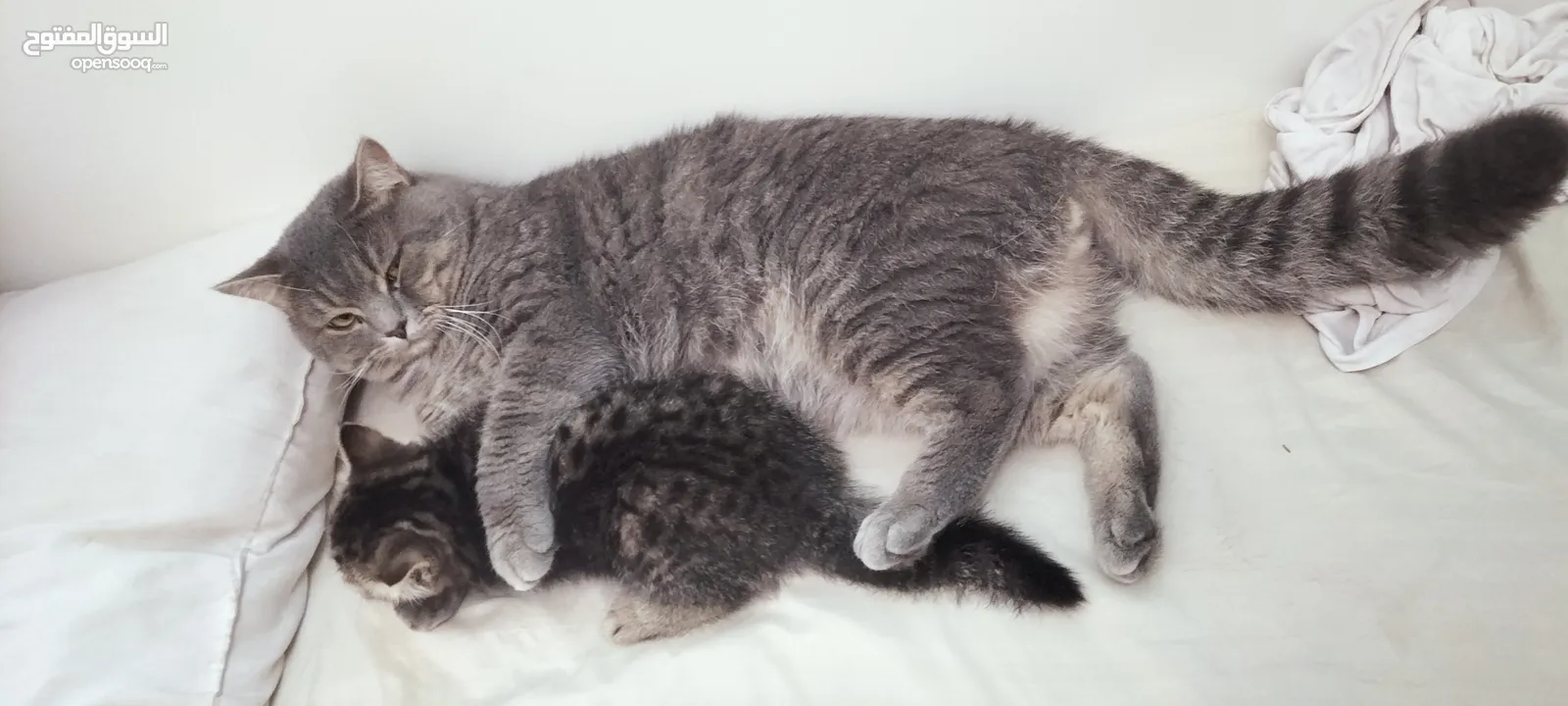 cat & kitten