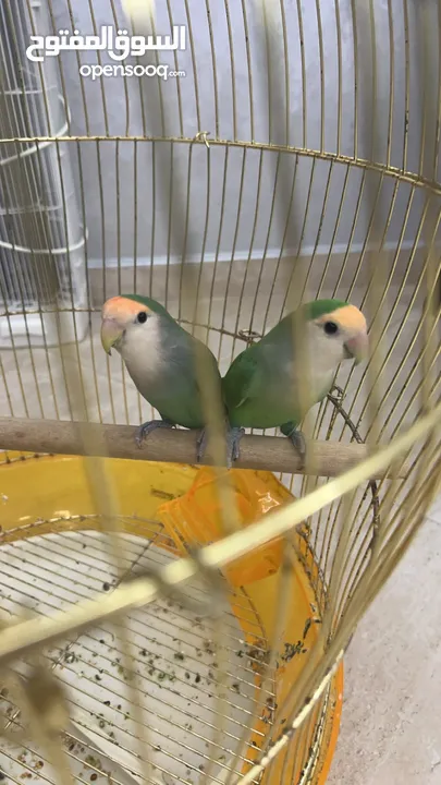 طيور الحب love bird