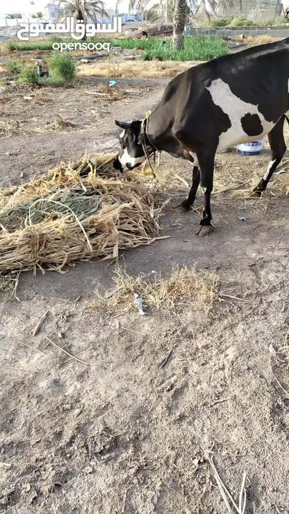 بقره عمانيه تهجين ظفاري ماكبيره فالسو