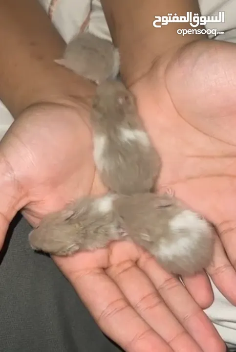 1 big hamster and 4 baby hamsters   1 هامستر كبير و 4 هامستر صغير