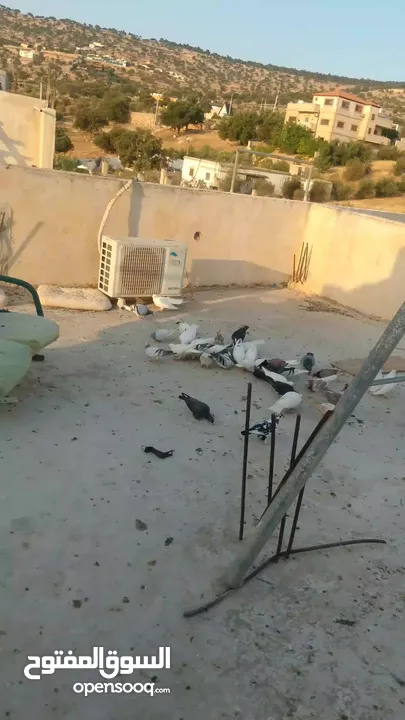 حمام للبيع في الزرقاء العالوك بجانب بقالة الصقر التواصل عبر الواتس اب