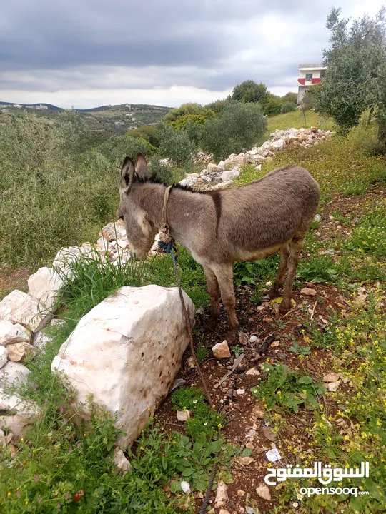 حمار للبيع حمار للبيع
