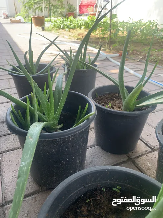 Cactus plant-Opontia Plant and Aloe vera