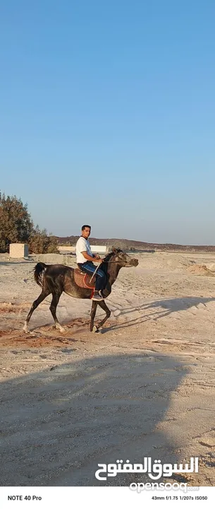 حصان عربي  العمر ثلاث سنوات