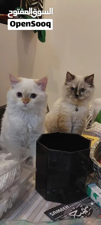 very beautiful cats