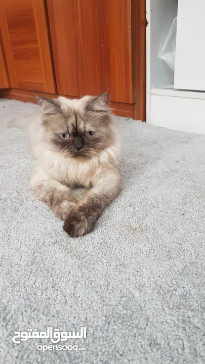 قطة هيمالايا  Himalayan Cat