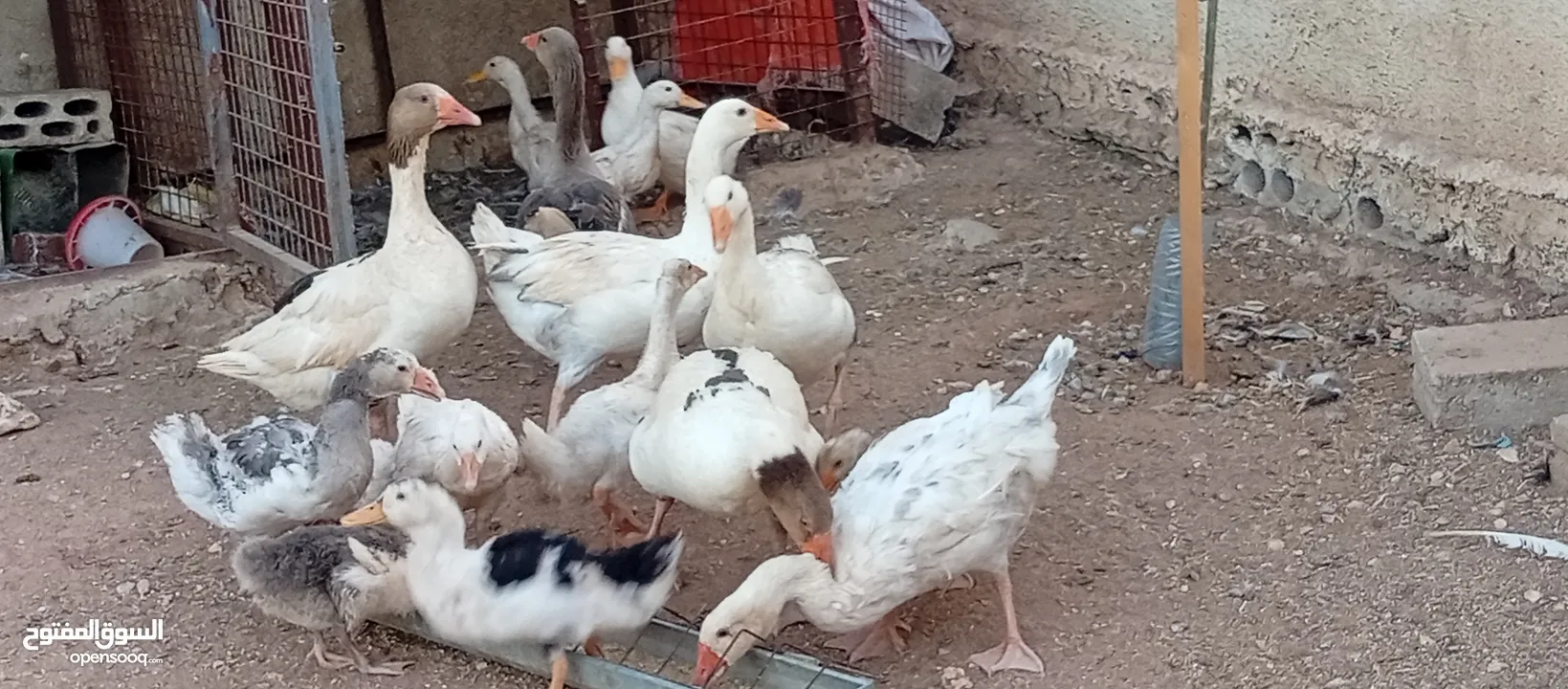 موجود وز وبط قطعه وحده