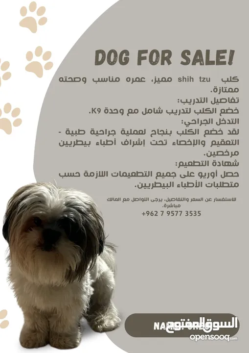 كلب Shih tzu مميز