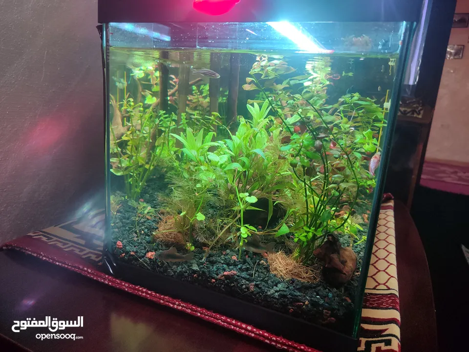 حوض نباتات اجنبي كريستال اكوائيل تحفه فنيه