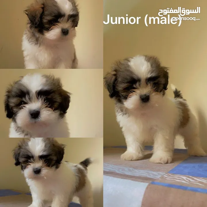 Shih Tzu puppies looking for new home