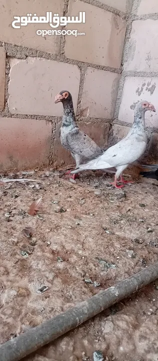 جوز جلوفت قراقطه