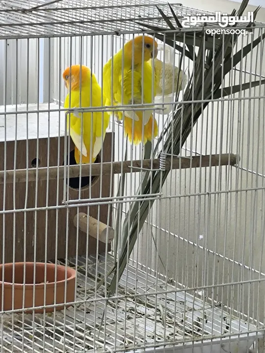 love Bird's 8 breeding pair for sale all is good and healthy jumbo size