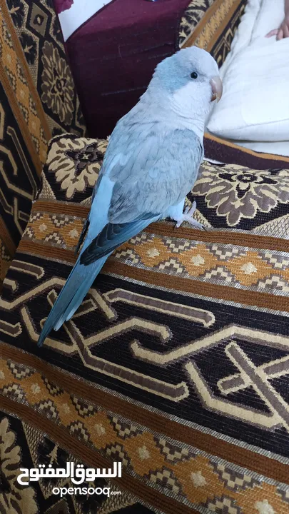 ببغاء كويكر. و دره. و فراخ دره و كويكر  تابع وصف طيور بسعر حرق