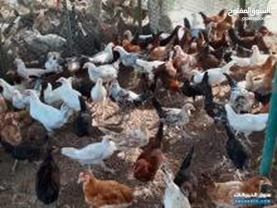 للبيع دجاج عماني العمر2 شهر و 20 يوم   الحبه ع ريال