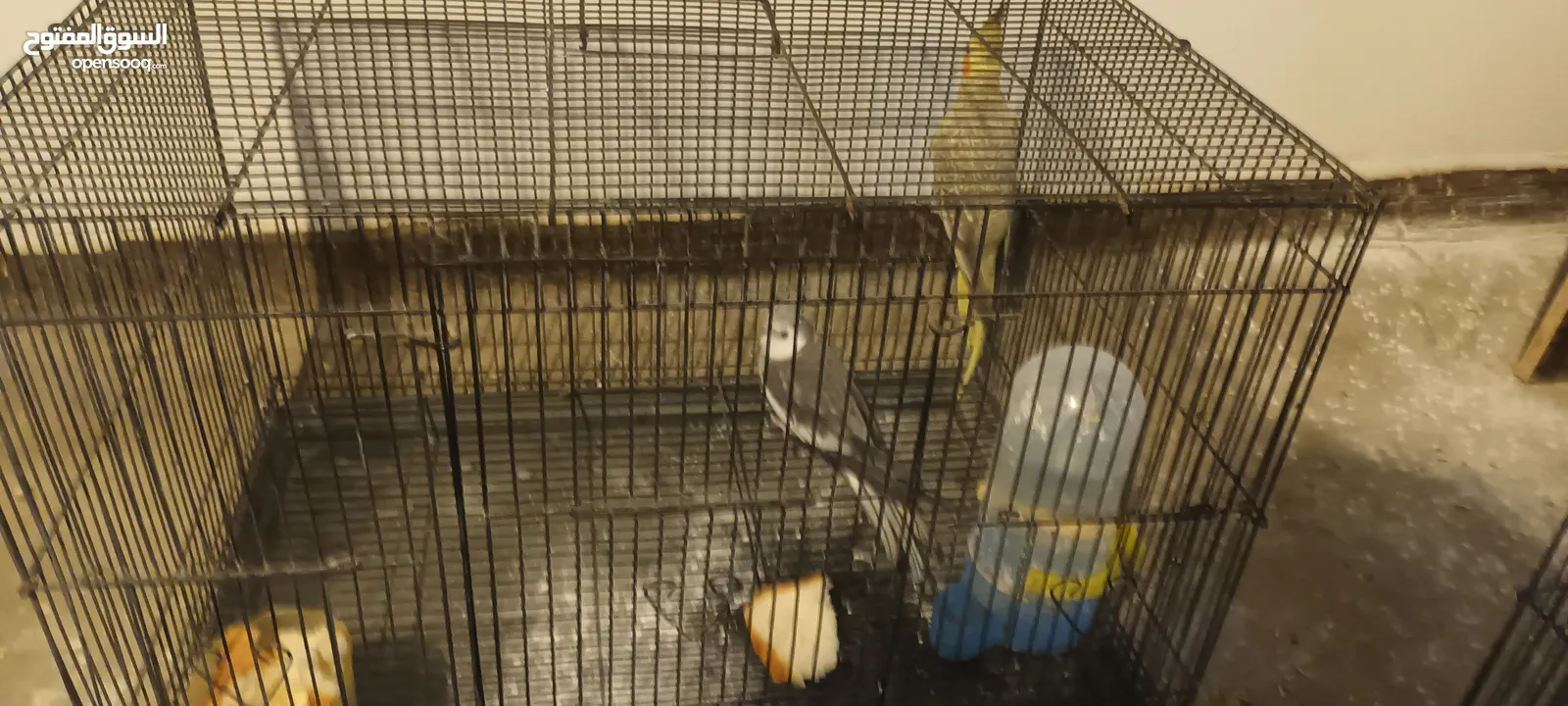 للبيع زوج كوكتيل ممتاز بمواصفات في الوصف